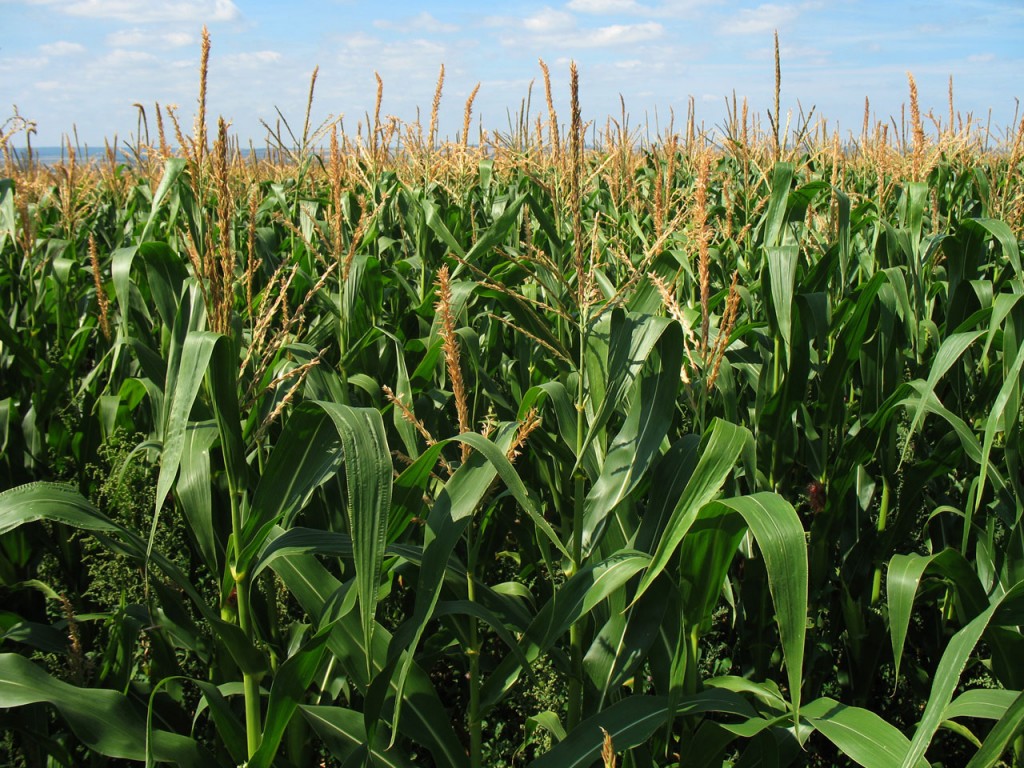 Corn-Field