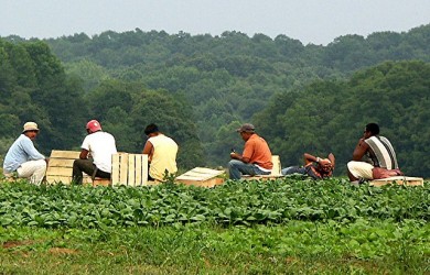 Working - Migrant Farm Workers